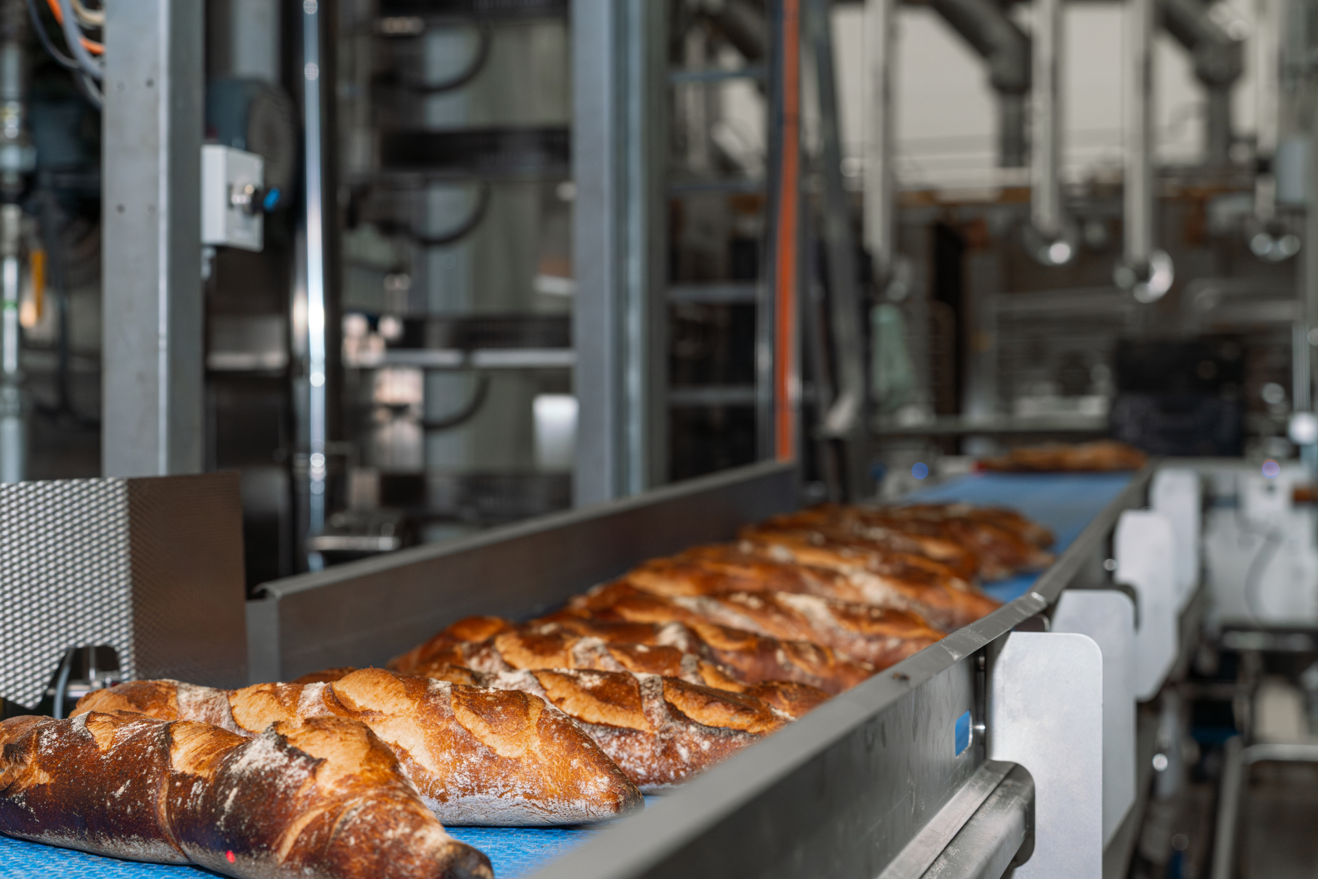 Brote werden vom Ofenband der automatisierten Brotverpackungsanlage zugeführt